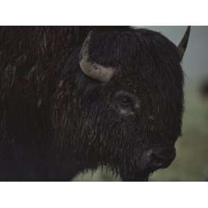  A Close View of an American Bison Wet with Rain Premium 