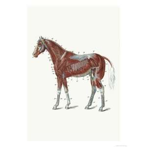  External Muscles and Tendons of the Horse Premium Poster 