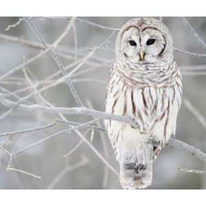  White Owl Mousepads: Office Products