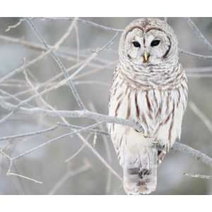  White Owl Mousepads