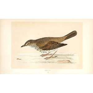  Thrush British Birds 1St Ed Morris 1851