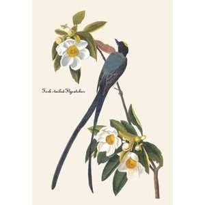 Fork Tailed Flycatcher   Paper Poster (18.75 x 28.5):  