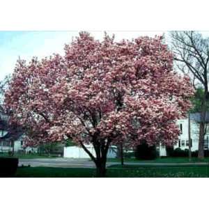  10 Yunan Magnolia Tree Seeds: Patio, Lawn & Garden