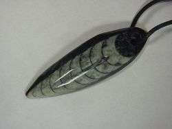 BUTW orthoceras nautiloid fossil pendant necklace jewelry with cord 