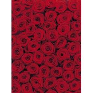   Photomurals Vol 11 National Geographic Roses 4077