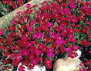 Zing Rose Dianthus Perennial   4 Plants  