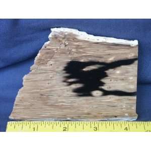   Very Rare Louisiana Petrified Palm Wood Slab, 7.24.40: Everything Else