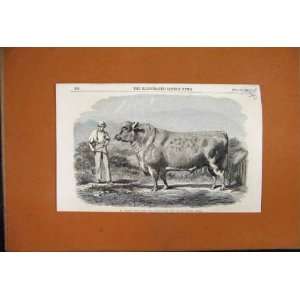  1853 Bolden Short Horned Bull Grand Duke Animal Print 