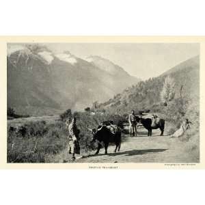  1925 Print Fred Bremner Tibet Yak Mountain Landscape 
