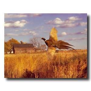 Pheasant Bird Flying Barn Wheat Cabin Animal Wildlife Picture Art 