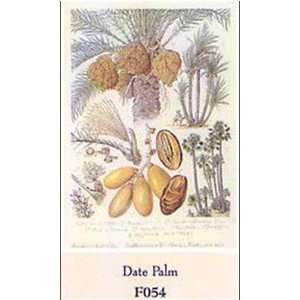  Date Palm    Print: Home & Kitchen
