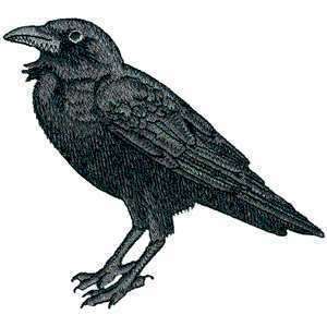 American Crow Raven Song Bird Watching Iron on Patch  