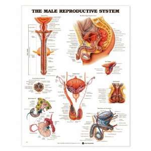  LWW Male Reproductive System Anatomical Chart Laminated 