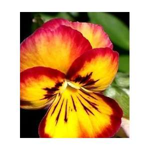  Skippy Red Pansy Seed Pack: Patio, Lawn & Garden