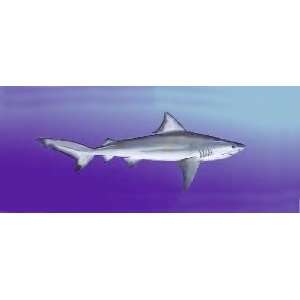   Diving & Snorkeling Mask   Megalodon Great White Shark: Sports