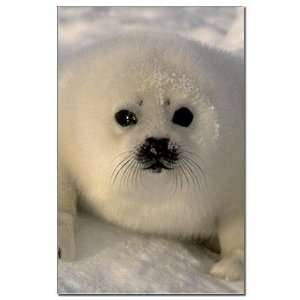  Cute Baby Seal Pets Mini Poster Print by CafePress: Patio 