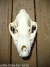 TAXIDERMY AWESOME TROPHY AFRICA SPOTTED HYENA SKULL BON