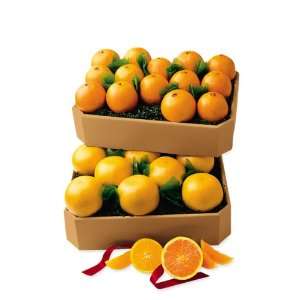 Juicy Indian River Florida Valencia Oranges & Ruby Grapefruit Grove 