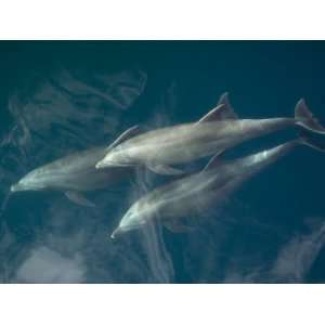  Common Bottlenose Dolphin Surfacing, Baja California, Sea 