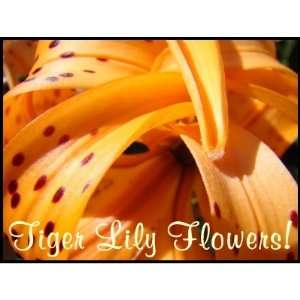  Tiger Lily Flowers stamps Orange Lily Floral: Office 