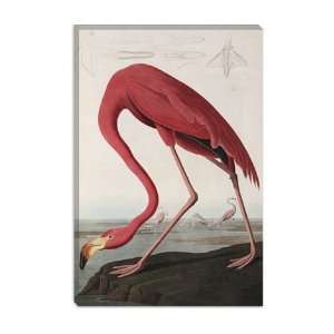  Flamingo Drinking At Waters Edge by John James Audubon 