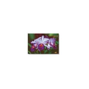  Orchids Meaning of Aloha Greeting Card: Home & Kitchen
