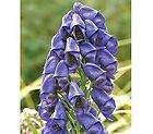 WORLDS MOST POISONOUS HERB*MONKS HOOD*ACONITE*ACONITUM*hardy*15 