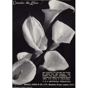 1935 Original Black White Print Lily Lilies Studio Sun   Original 