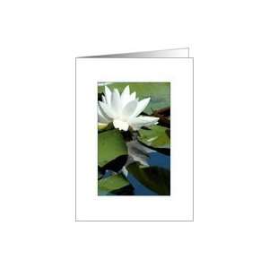  Blank, White Water Lily with Pond Reflection Card: Health 