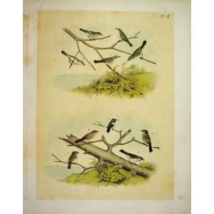  10 Vireo & Finch Studer Jasper Birds Of America 1878