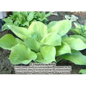 com Hosta Sum and Substance   1 plant   Jumbo 4/6 eye bare root plant 