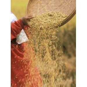  Villagers Harvest Rice, Ubud, Bali, Indonesia Photographic 