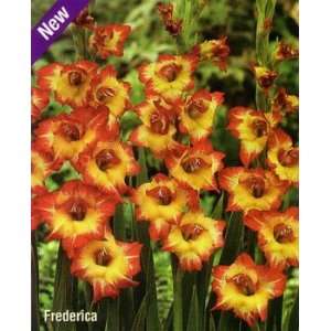  Butterfly Gladiolus Frederica 10 Bulbs Ship begins 1/05 