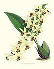 Orchid Fitch Coelogyne Massangean​a Victorian Botanical 