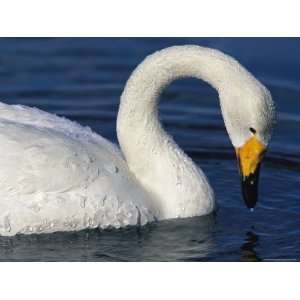  A Whooper Swan with Gracefully Arched Neck Looking for 