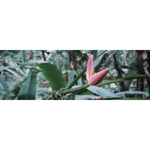 Close up of a Banana Bud, Hilo Tropical Gardens, Hilo, Hawaii, USA 