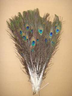 20 peacock eye tail feather 100% natural 10 12inch  