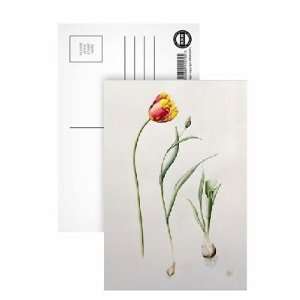  Parrot Tulip, 1995 (w/c) by Iona Hordern   Postcard (Pack 