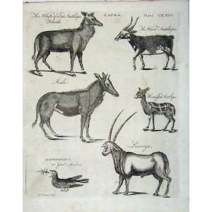   Encyclopaedia Britannica 1801 Animals Antelope Birds