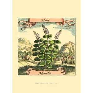  Mint   Poster by Johan Theodore De Bry (9.5x13)