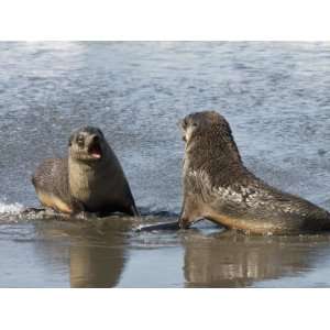 Fur Seals, Moltke Harbour, Royal Bay, South Georgia, South Atlantic 