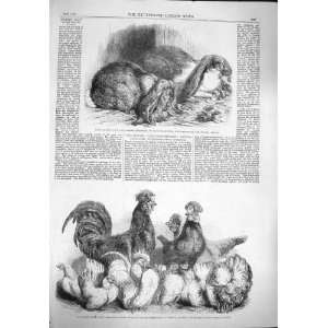   1862 RABBITS CRYSTAL PALACE SHOW FOWLS BANTAMS POULTRY