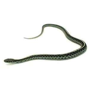  Preserved 18 22 Garter Snake, Plain, Vac Pack Everything 