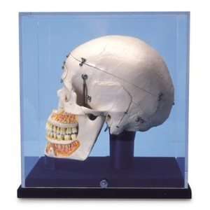  Deluxe Human Demonstration Dental Skull, 10 part, with 