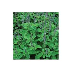  Basil   Blue Spice Basil   100 Seeds Patio, Lawn & Garden