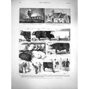  1877 Cattle Show Scotch Highland Breed Sheep Pigs: Home 