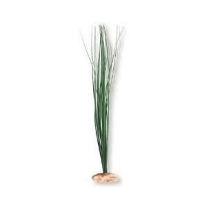  Plant Broad Leaf Marsh Grass Small