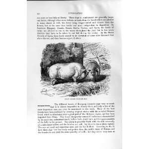   DWARF CHINESE PIG INDICUS ANIMALS NATURAL HISTORY 1894