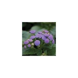  Ageratum Aloha Blue Hybrid Seeds Patio, Lawn & Garden