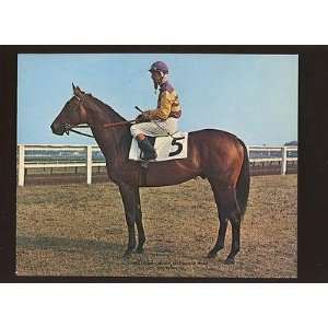  1965 Hail to All Belmont Stakes Winner Horse Racing 8 X 10 